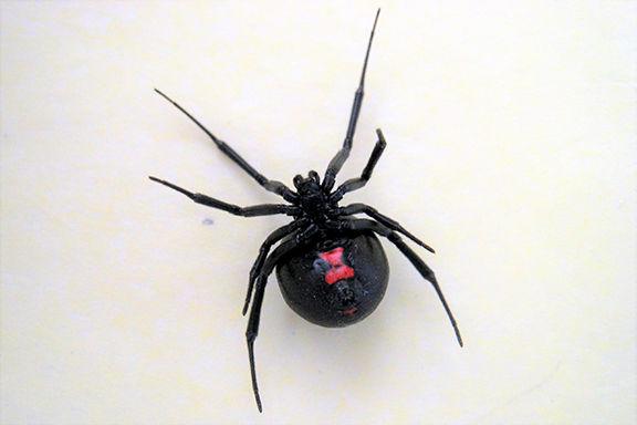 Enjoying Nature Living With Things That Bite And Sting Glade Sun Crossville Chronicle Com