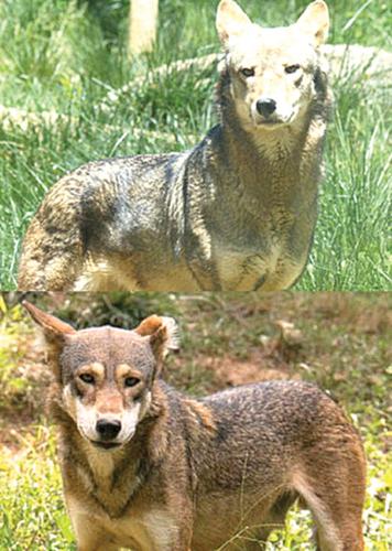 ENJOYING NATURE: Wolves in Tennessee? | Glade Sun | crossville ...