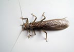 bug