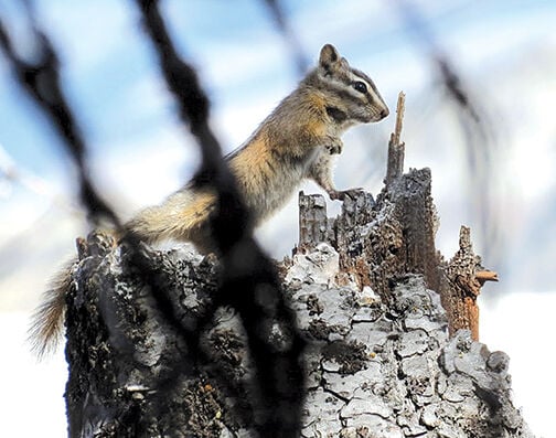 Chipmunks, Chipmunk Trapping & Removal - VA Wildlife Removal