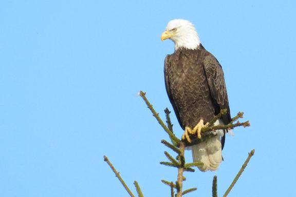 Enjoying Nature Eagle Tales Are Flying Glade Sun Crossville Chronicle Com