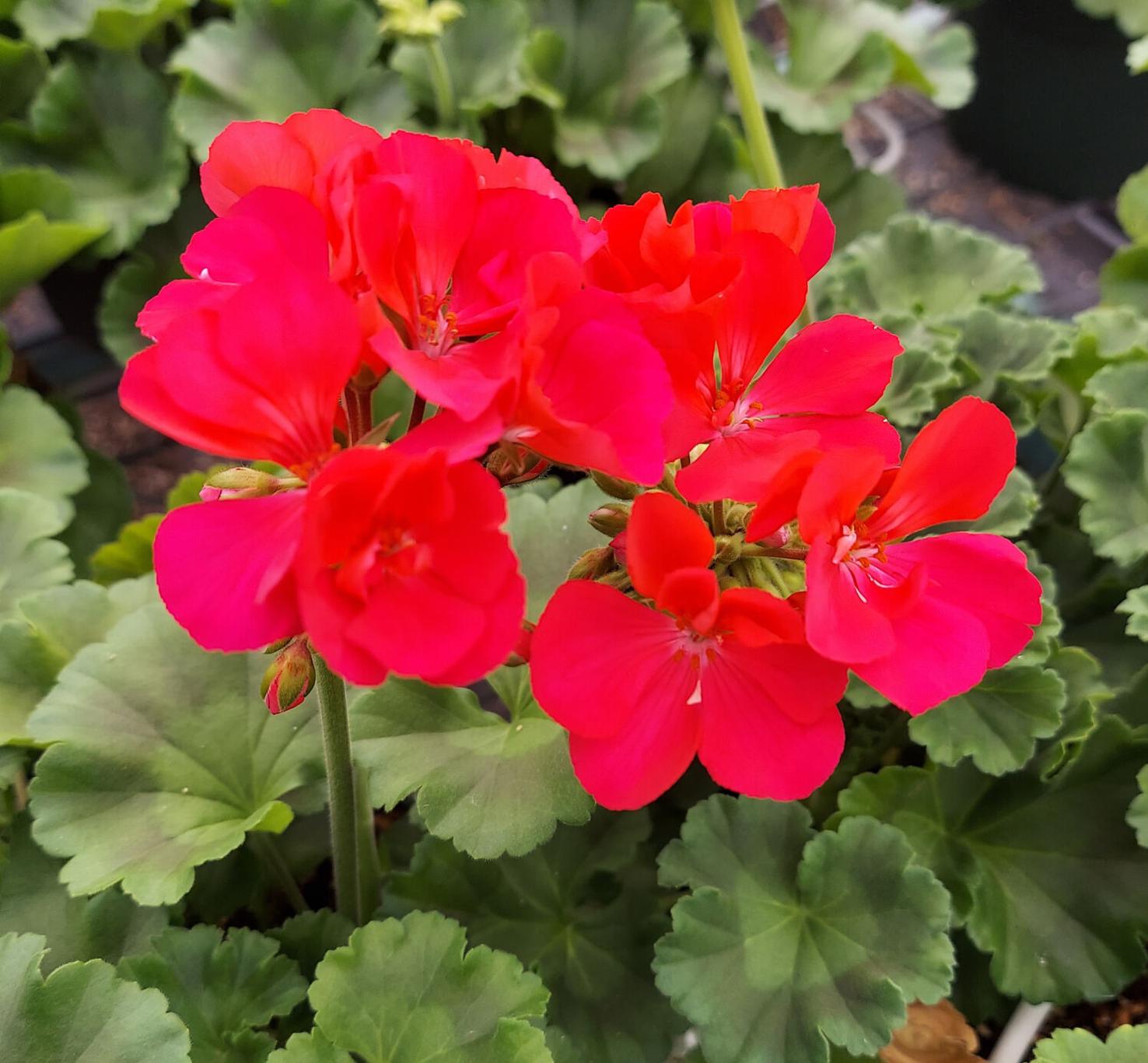 CCHS, FG Garden Club team up for plant sale Lifestyles crossville