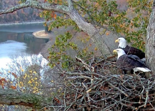 Live Video Feed Highlights American Bald Eagles Nesting At Dale Hollow ...