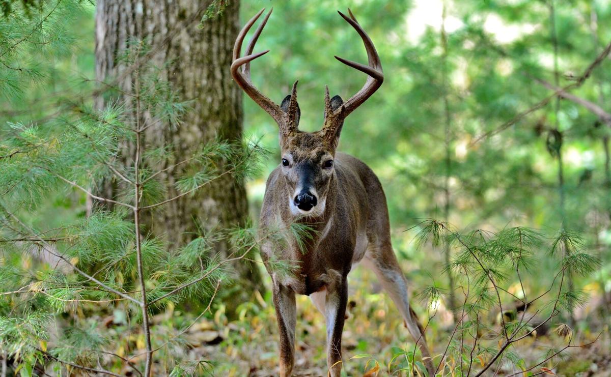 Gun season for deer hunting now open Local Sports crossville