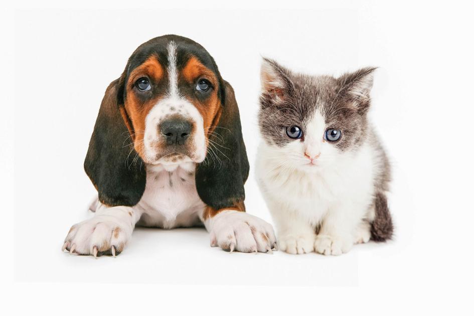 rockingham county animal shelter rockingham county animal shelter