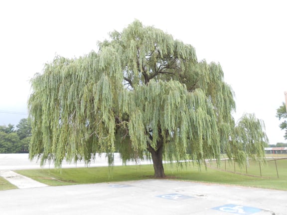 Weeping willow named a Tree of Distinction, Local News