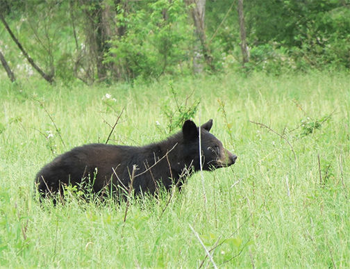 The Bear in Your Back Yard