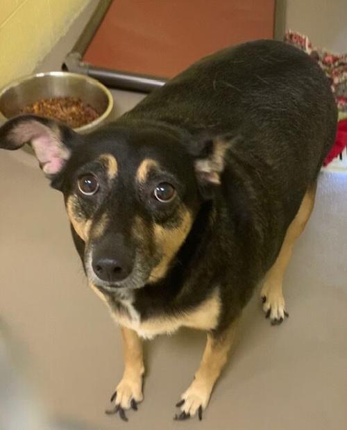 Pet of the Week: Cookie