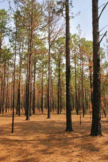 trees