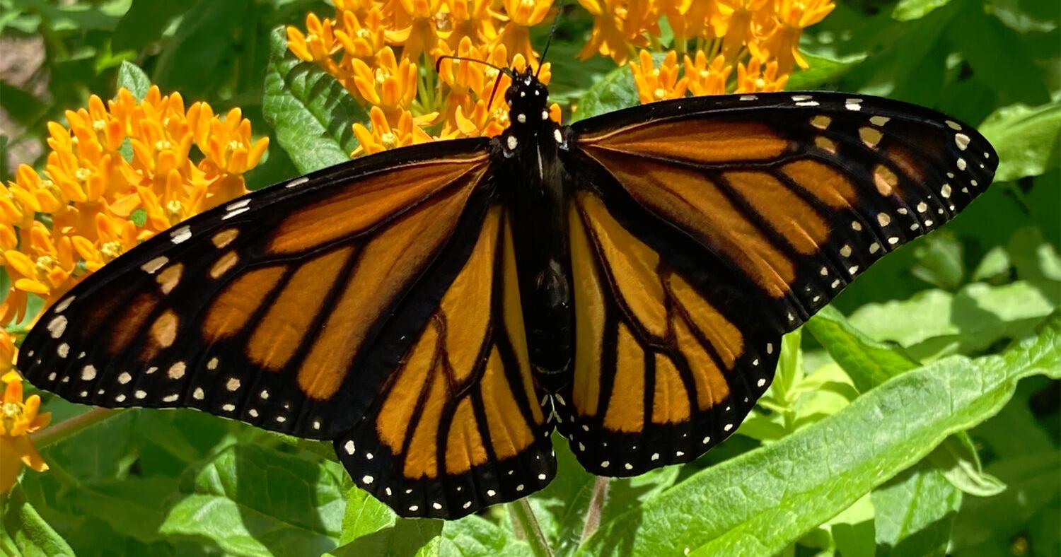 Create a native pollinator haven at CMSP - Vimarsana News