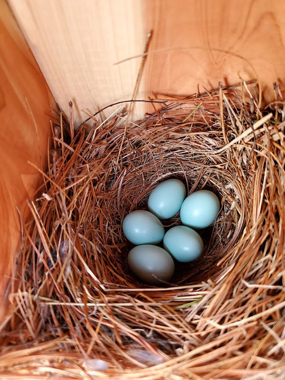 ENJOYING NATURE What bird nest is that? Glade Sun crossville