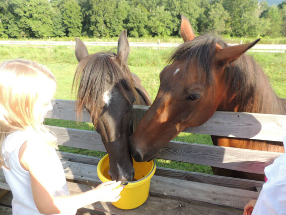 Wildwood stables 2025 fairfield glade tn