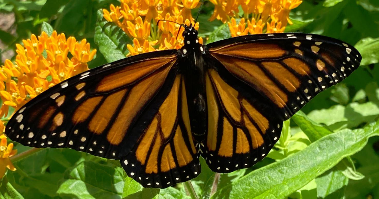Hear how to use native plants to help pollinators - Vimarsana News