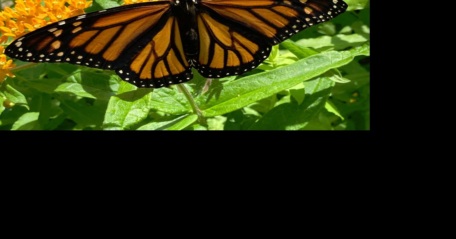 Hear how to use native plants to help pollinators | Local News ...