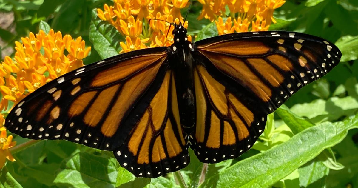 Pollinators Vip Hear how to use native plants to help pollinators | Local News ...