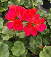 Garden Club geraniums, ferns available today, Friday