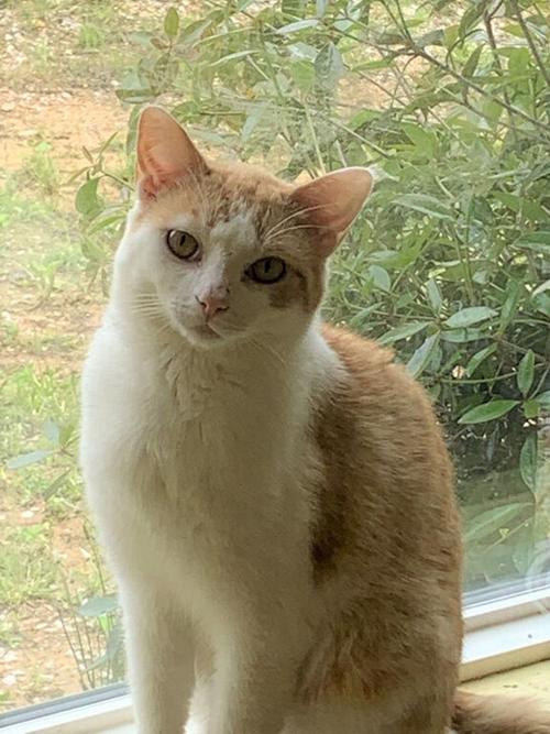 Pet of the Week — Charles