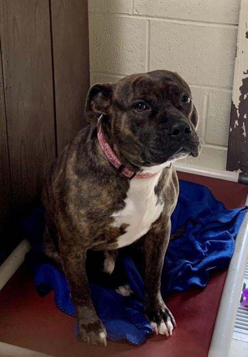 Pet of the Week: Cookie Monster