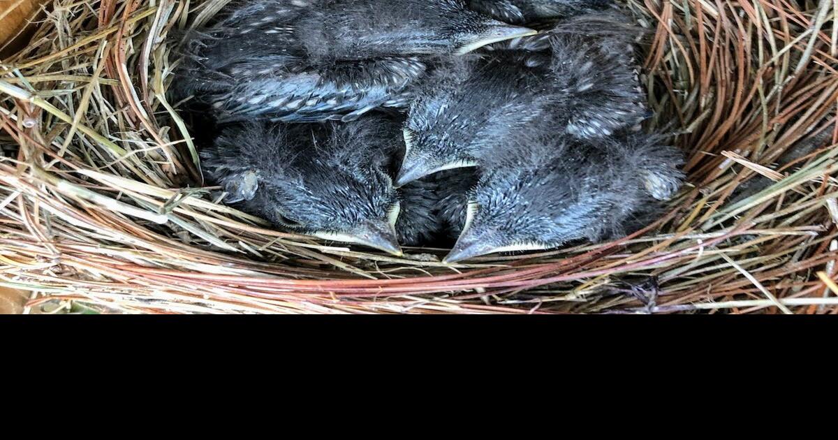 Saving birds, one at a time Glade Sun