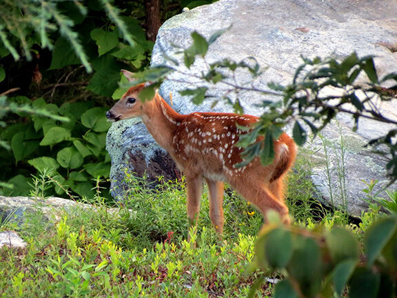 ENJOYING NATURE: It&rsquo;s baby time in Tennessee | Glade Sun 