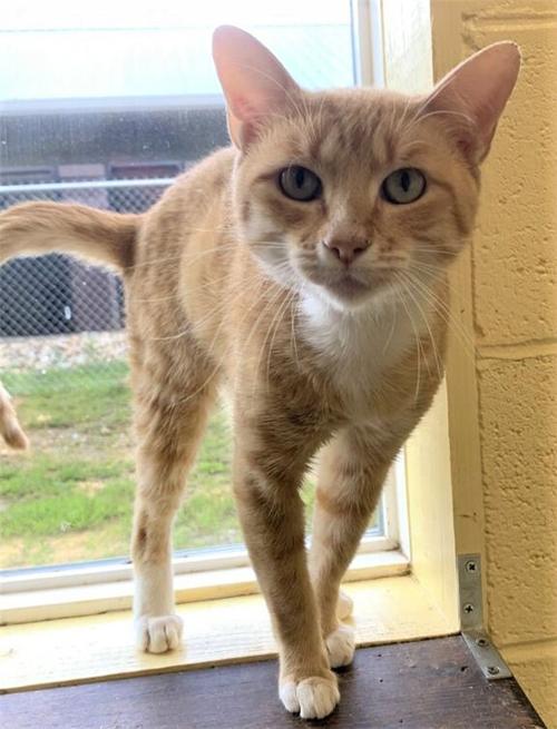 Pet of the Week
