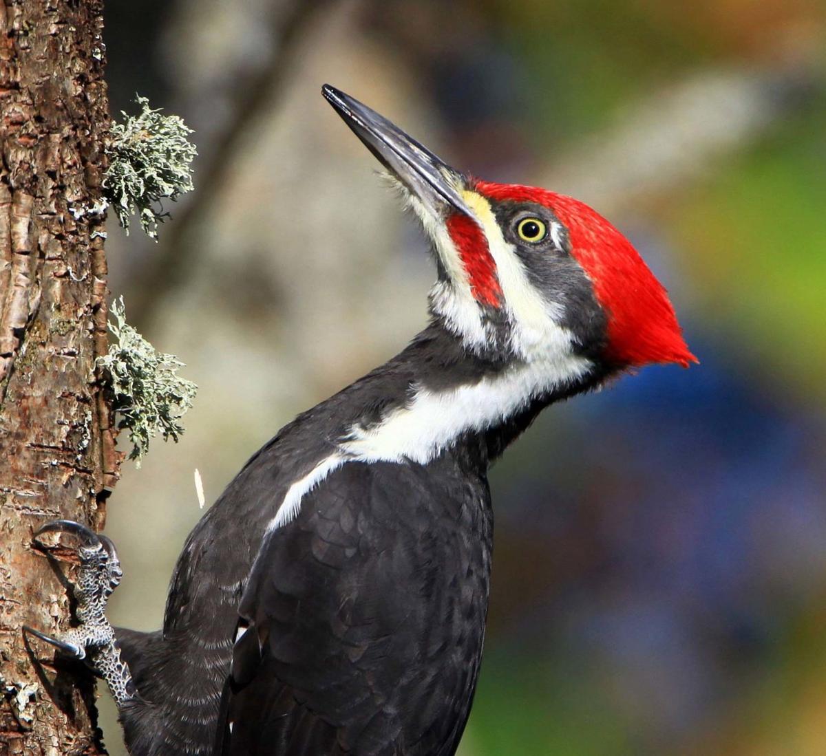 Christmas Bird Count 2021-2021 Wichita Ks