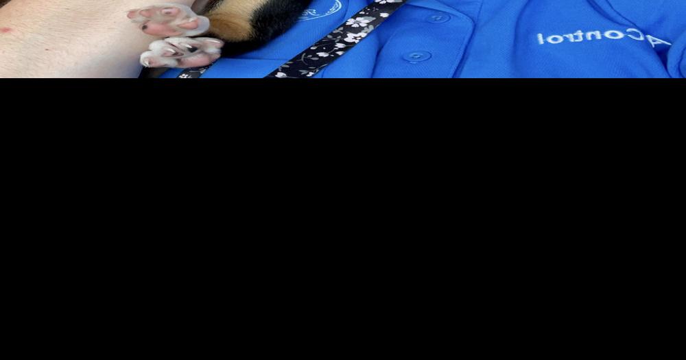 Ark City animal control job finally filled News