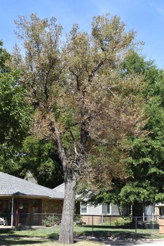 Drought: why some UK trees are losing their leaves in August