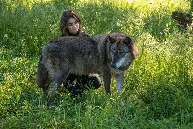 midwest animal clinic wolf road