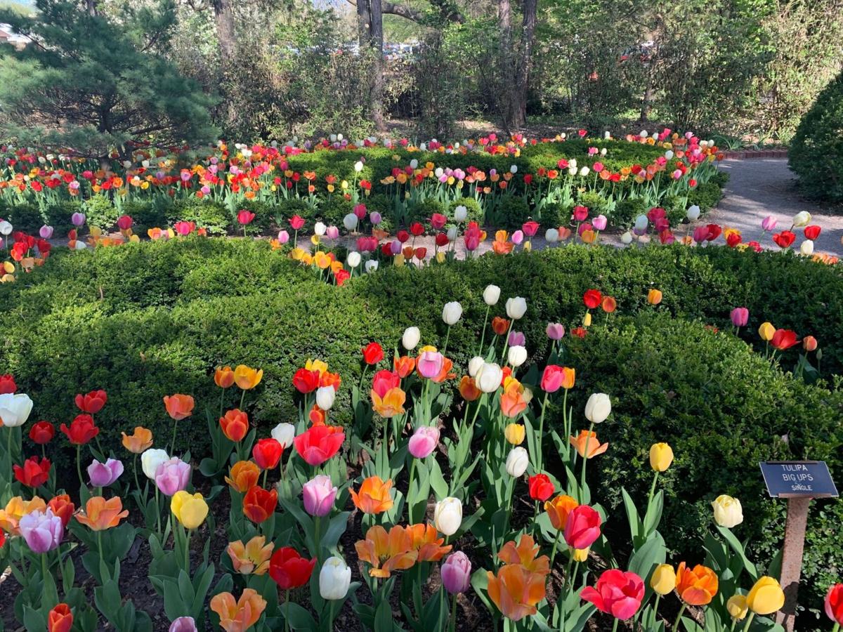 Tulip Time