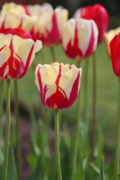 10 high impact tulips to delight your neighbors