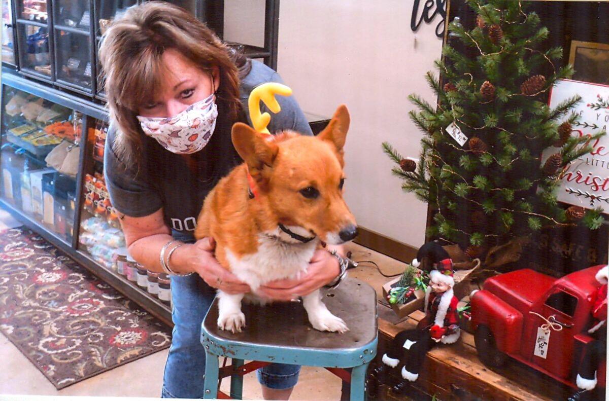 Downtown dogs light up the holiday season