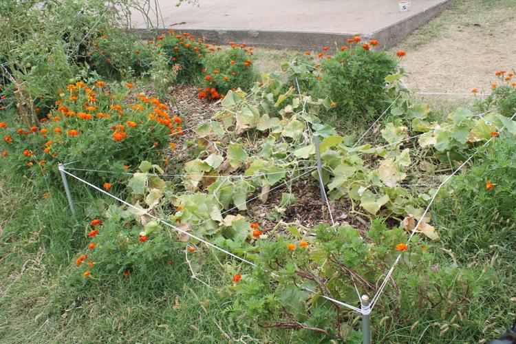 Time to Grow Inmates at Winfield Correctional Facility plant their own