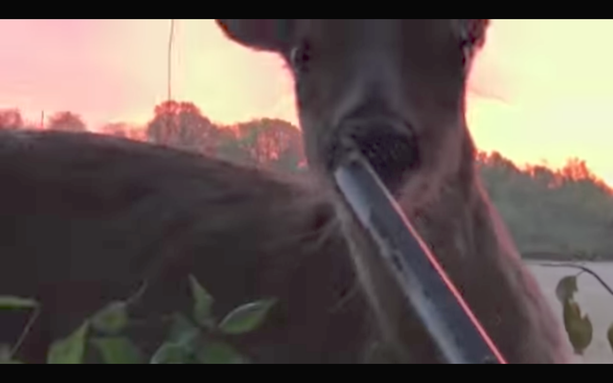 Daring Deer Licks Barrel Of Indiana Turkey Hunter S Shotgun News