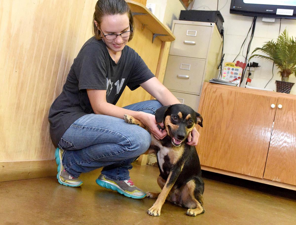 Dog days of summer: More calls, adoptions at animal ...