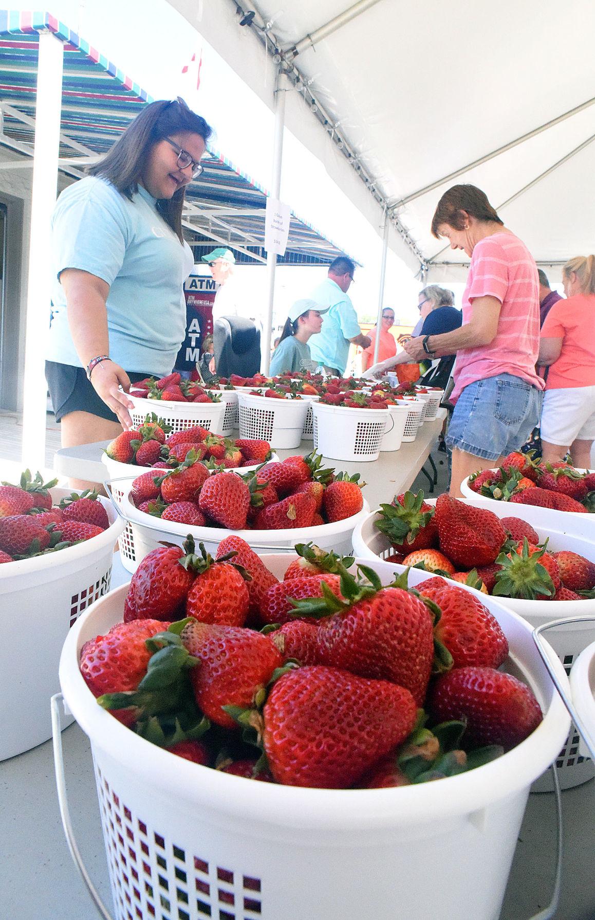 Strawberry Festival returns Saturday News