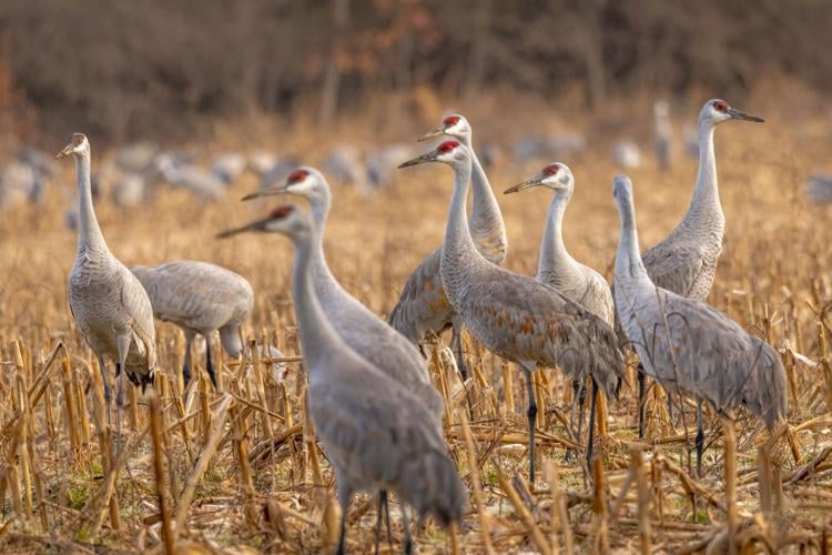 Living in Sandhill Crane Country