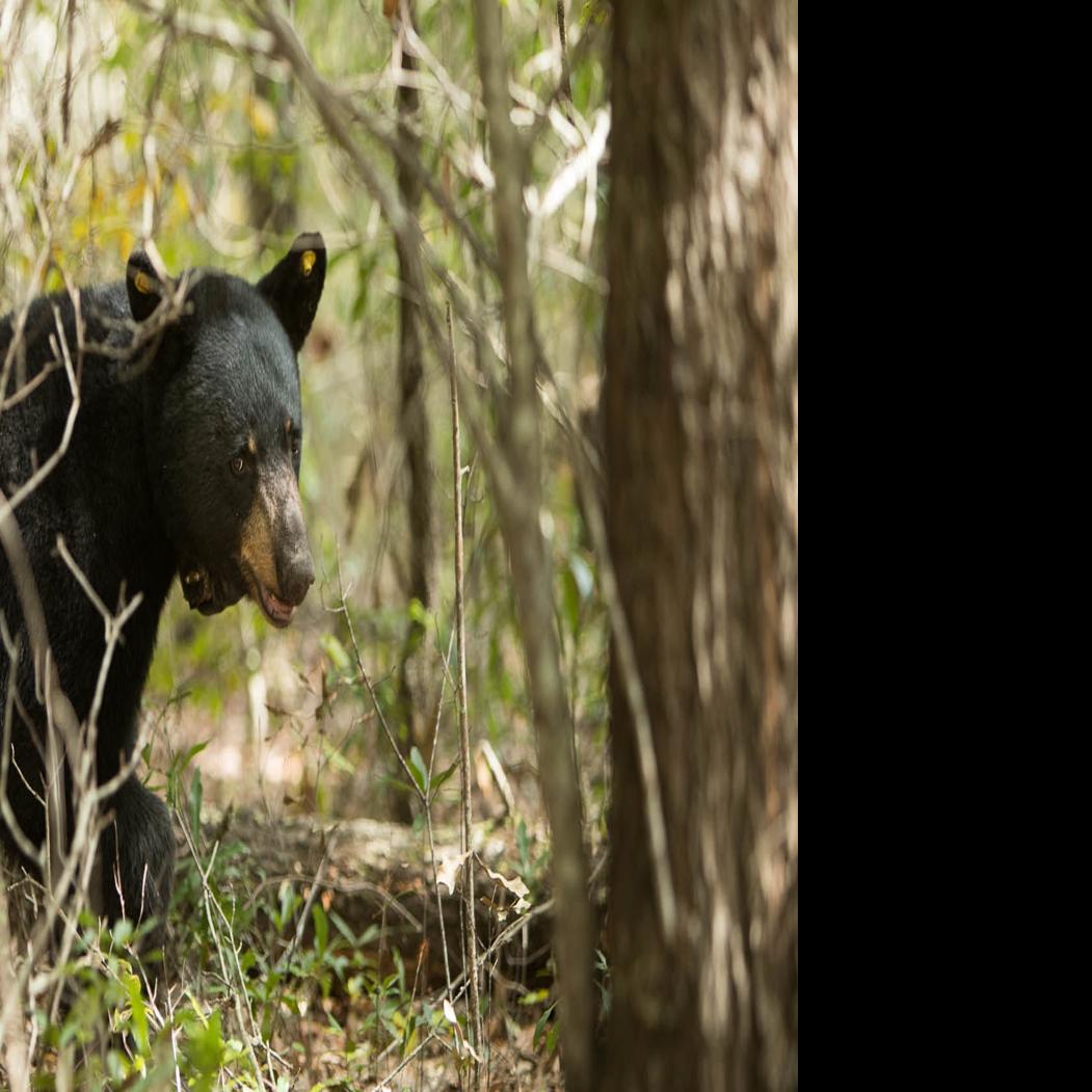 Black Bear Sightings Draw Closer To Cullman County News