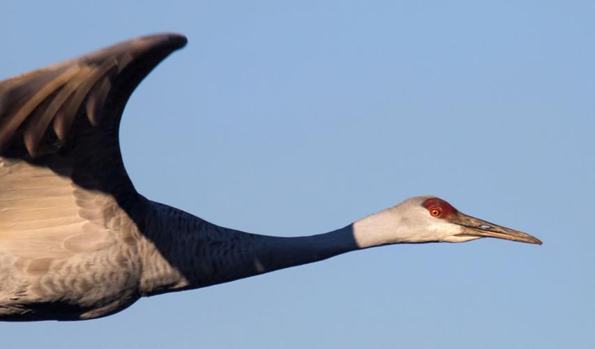 Crane, Wading birds, migratory, long-legged