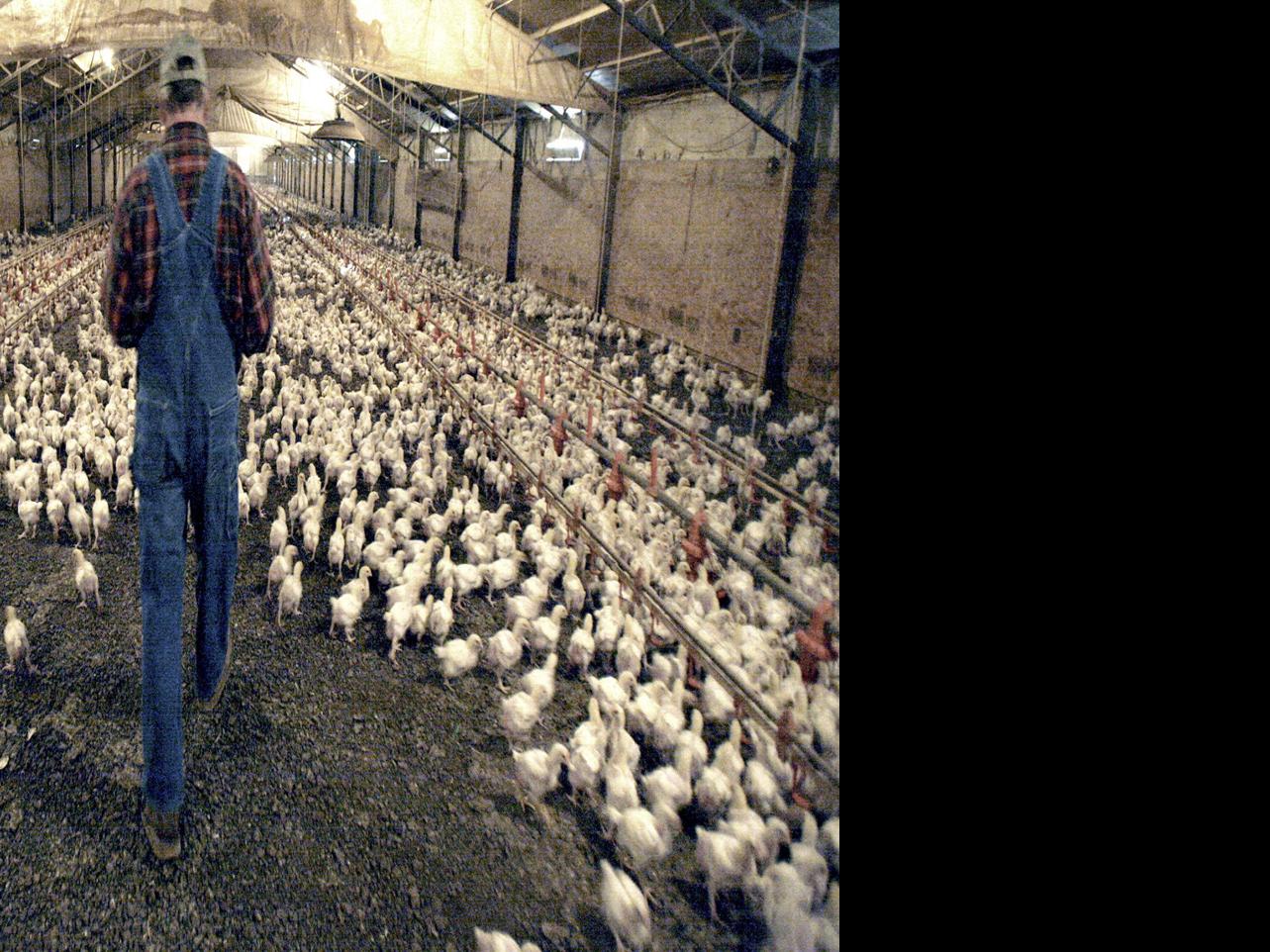 Fowl play: the chicken farmers being bullied by big poultry, Guardian  sustainable business