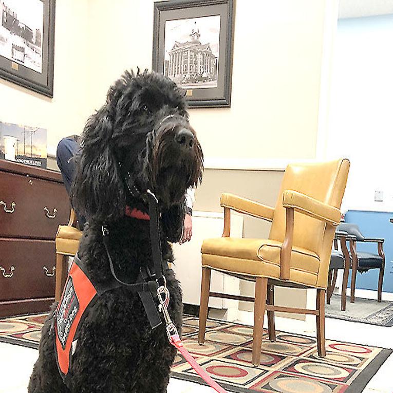 are service dogs allowed in courthouses