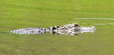 alligator point west cullmantimes pond friday gave measuring startle caiman quite seen feet family