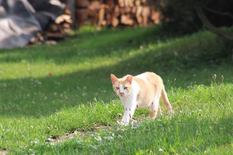 Kitten season' opens for Lehigh Valley's feral-cat catchers – The