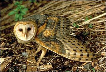 Conservation Eyed For State S Barn Owls News Cumberlink Com