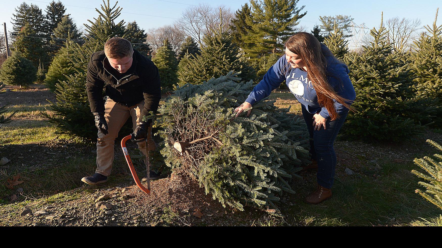 Life On A Christmas Tree Farm Has Its Seasonal Ups And Downs Closer Look Cumberlink Com
