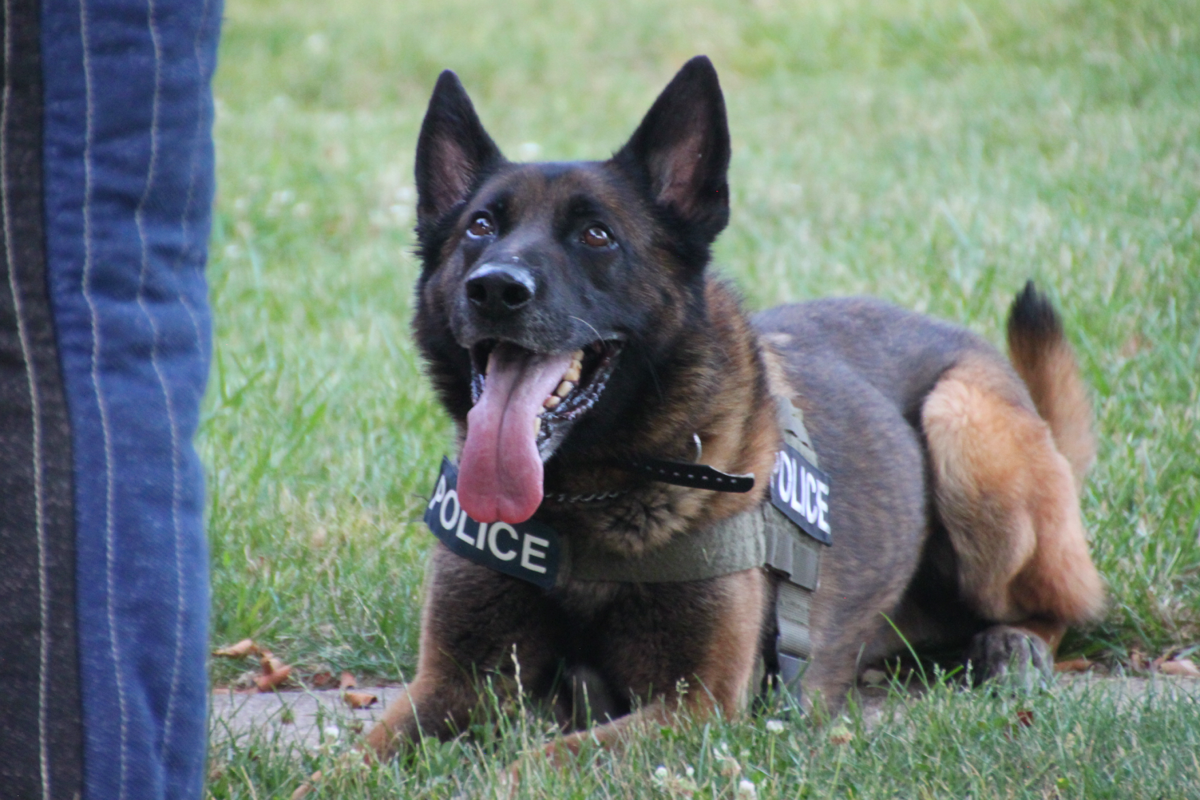Kurtz k9 sales