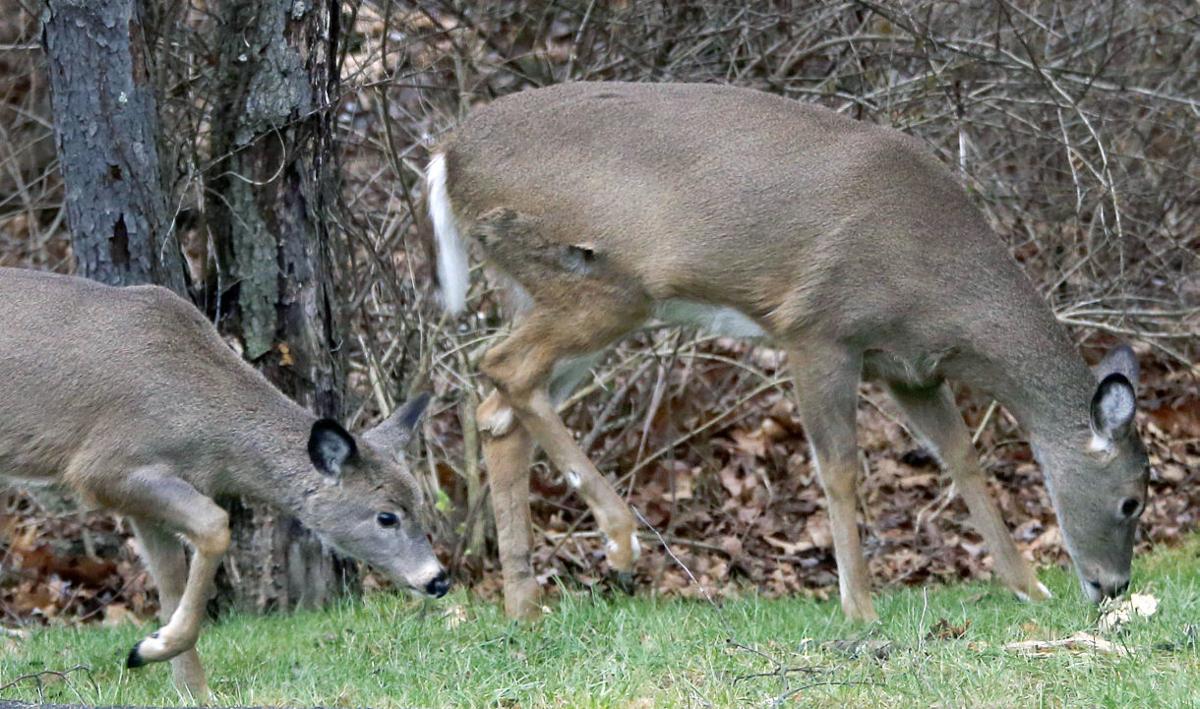 Pennsylvania Prepares For Another Deer Season News Cumberlink Com