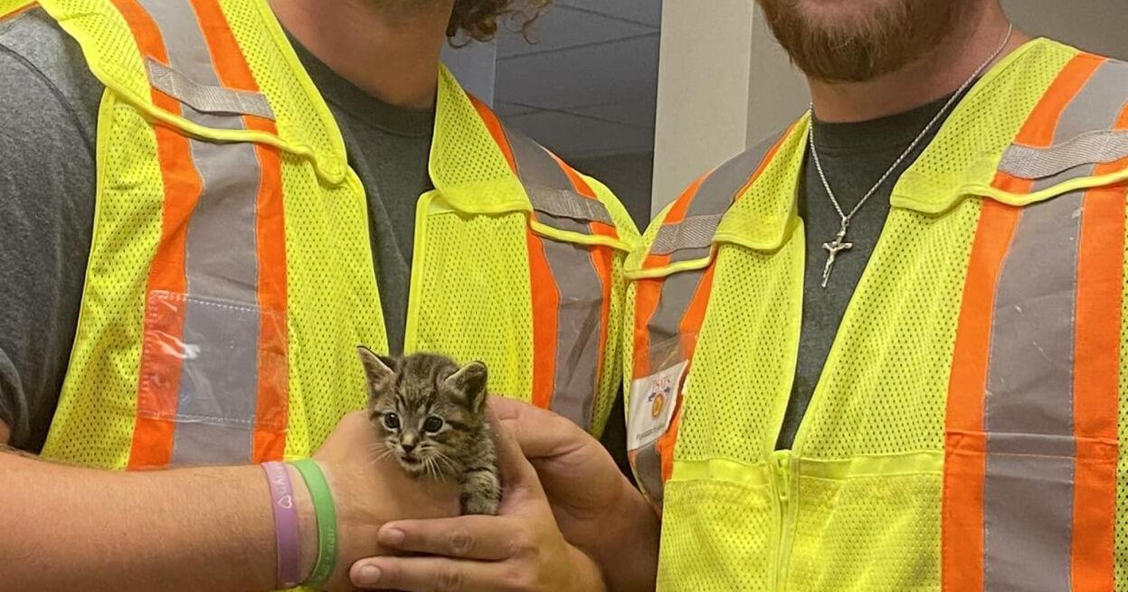 'I wanted to be a cat dad': Upper Allen Township employees rescue, adopt roadside kitten - Vimarsana News