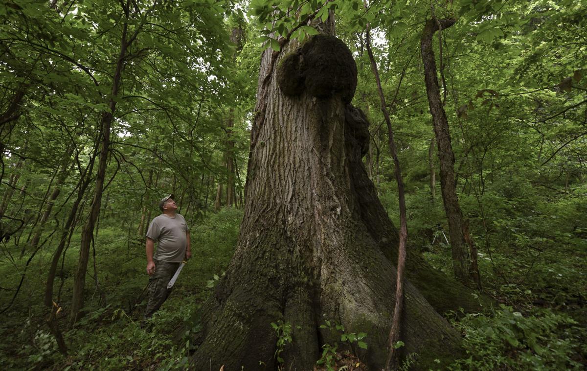 Big oak tree found near farm may be among Pennsylvania's largest Stateandregional