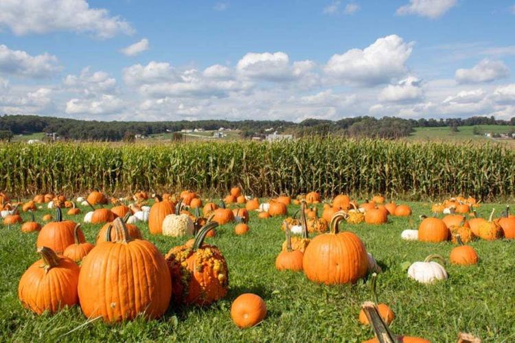 Picture-Perfect Pumpkin Patches